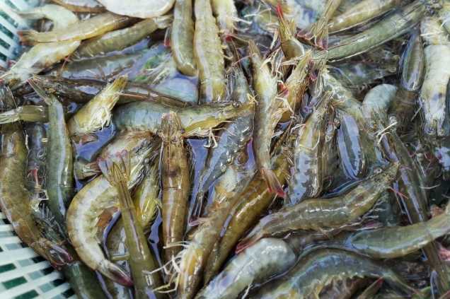 養(yǎng)蝦廢水怎么處理效果好？解決方案！-1