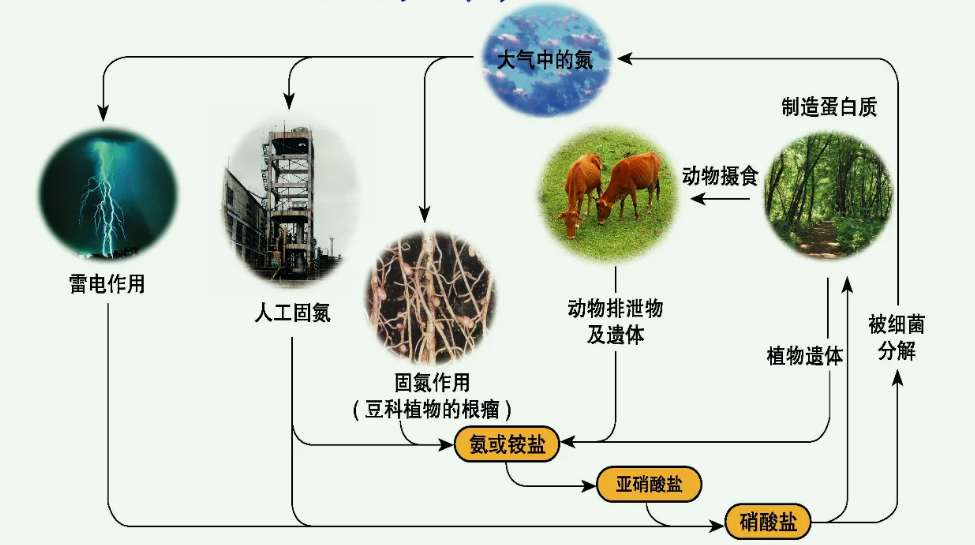 有機(jī)氮怎么轉(zhuǎn)化為氨氮方法(氨氮是有機(jī)氮還是無(wú)機(jī)氮) 有機(jī)氮怎么轉(zhuǎn)化為氨氮方法(氨氮是有機(jī)氮還是無(wú)機(jī)氮)
